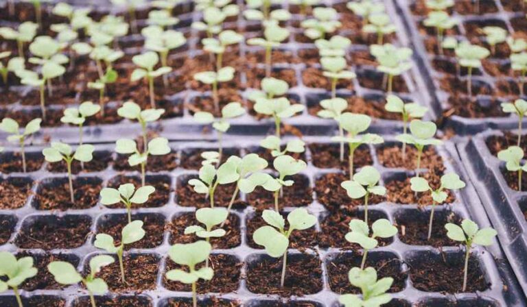 Sådd av grönsaksfrön för plantor i trädgården