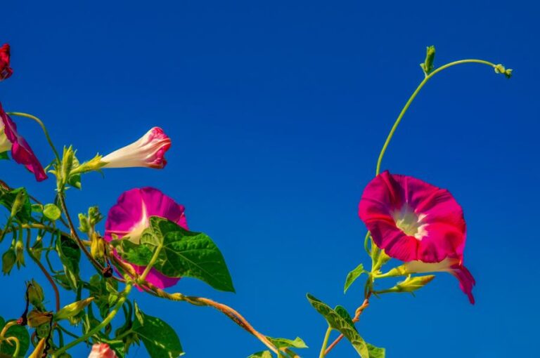 De vackraste årliga blommande klättrarna för trädgården