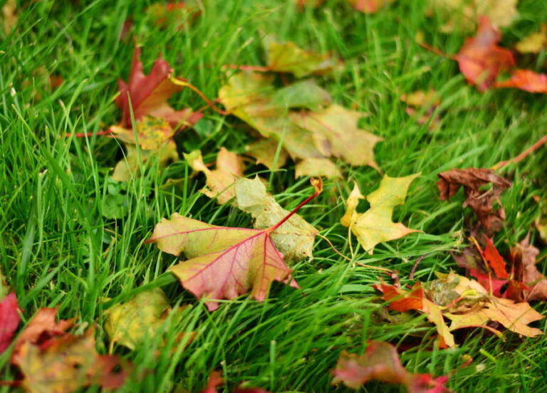 November i trädgården – vilket arbete är värt att göra under denna period?