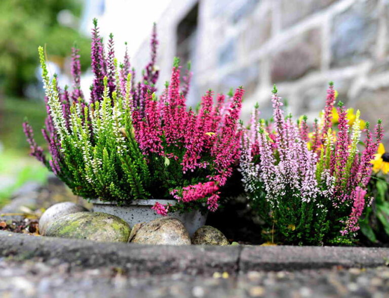 Växande ljung i trädgården – odlingsförhållanden, sorter och vård