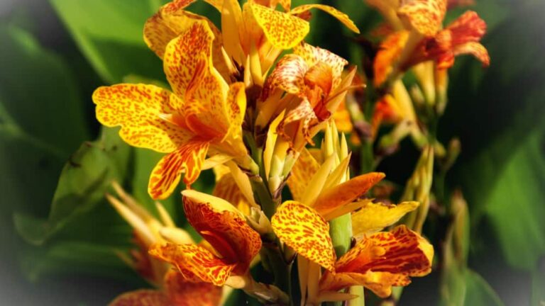 Kanna egenskaper, odling, vård. En handfull information om Kanna