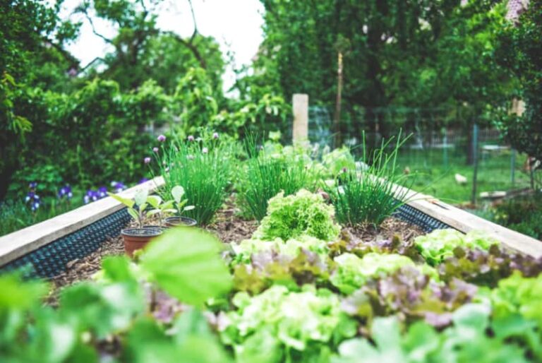 Hemträdgård – vad är värt att plantera?
