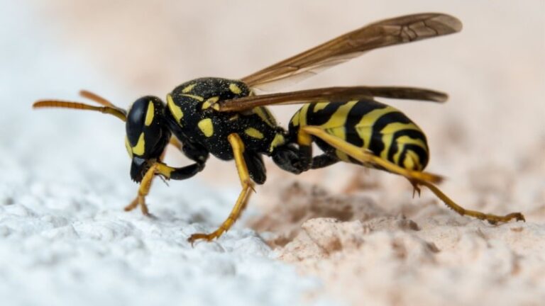 Entomofobi – rädsla för insekter. Symtom och behandling