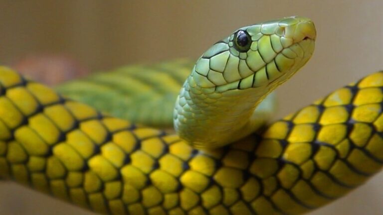 Ophidiophobia – rädsla för ormar