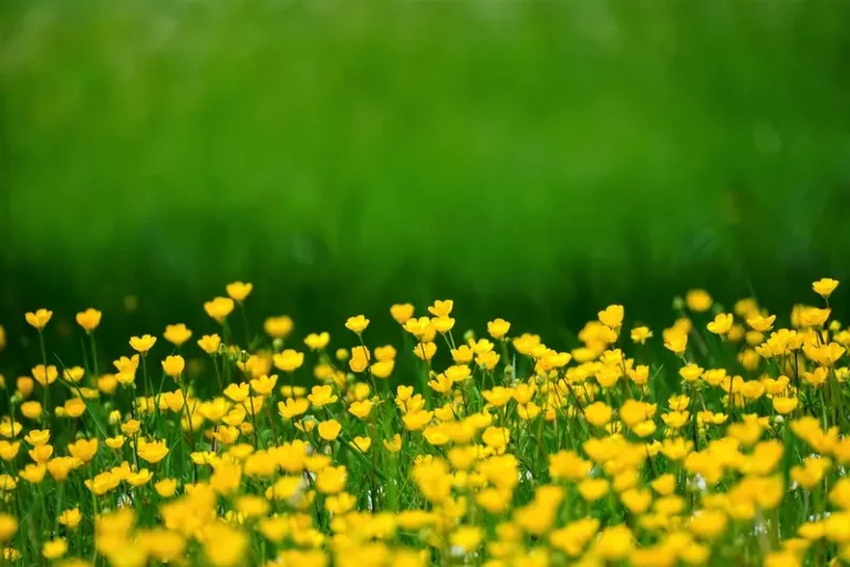 Slow gardening: upptäck lugnet och tillfredsställelsen i att odla dina egna växter