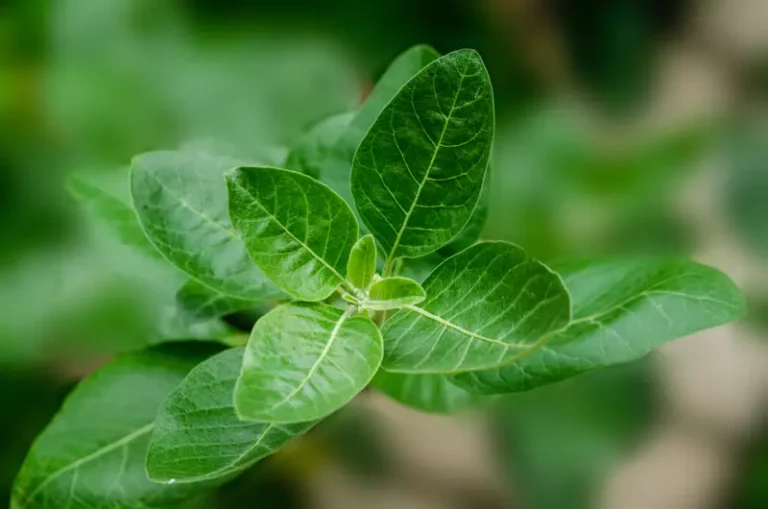 Ashwaganda – mirakel eller placebo?