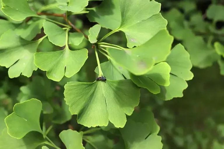 Ginkgo biloba – hur fungerar det? Hur använder jag det?