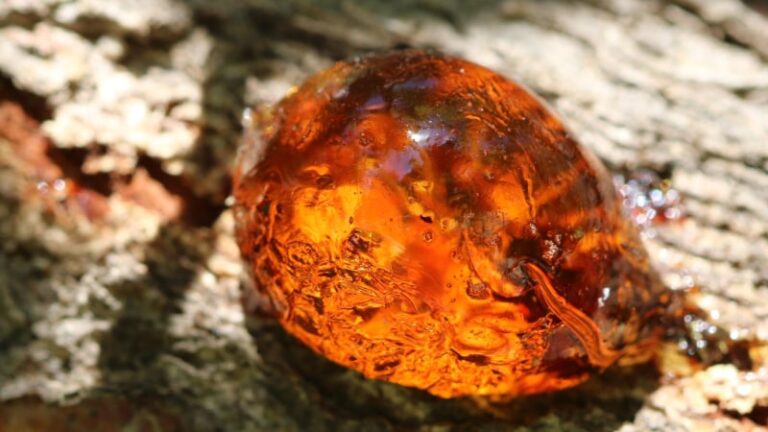 Hur avlägsnar man effektivt harts från kläder?