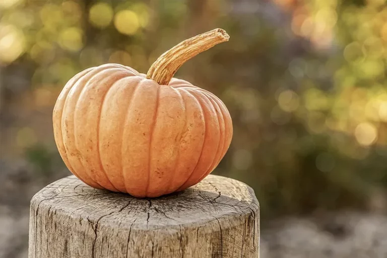 Pumpafrön eller olja – vilket är bäst?